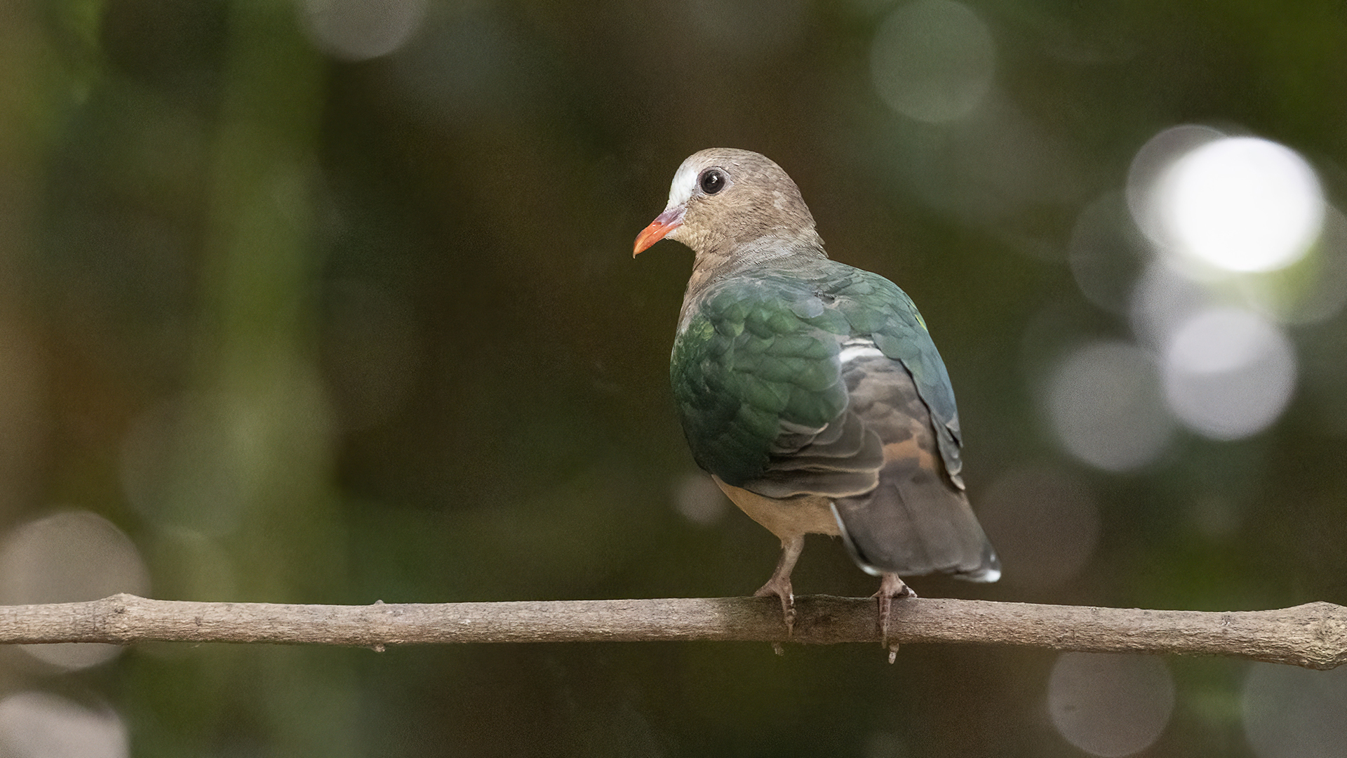 Asian Emerald Dove
